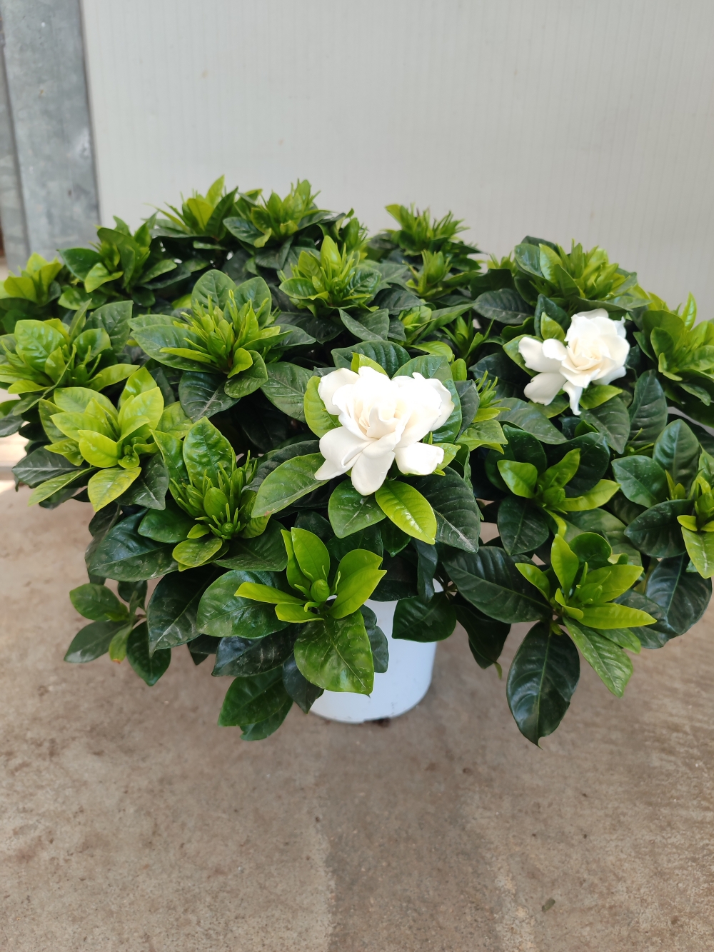 gardenia